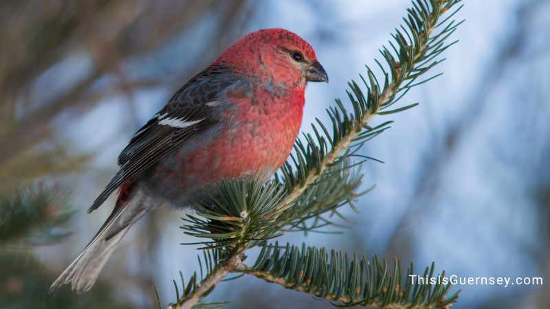 Pine grosbeak red bird spiritual meaning