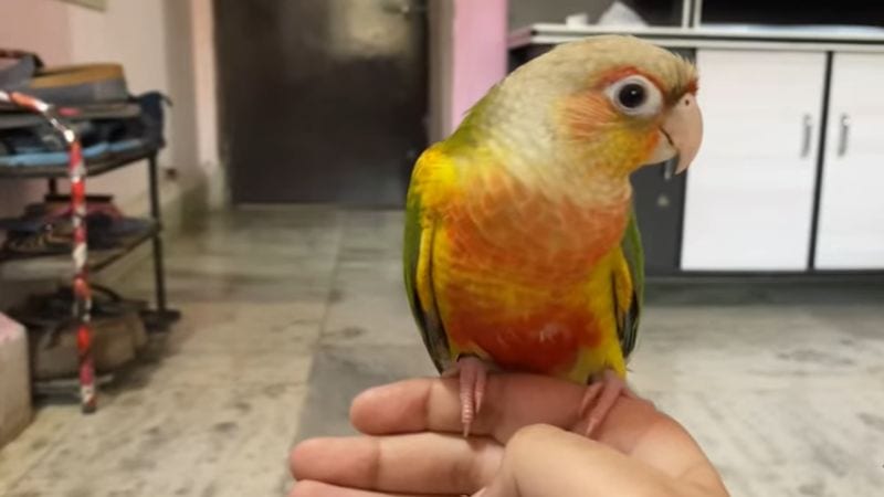 Pineapple Conure has distinctive bright cinnamon-colored heads with black markings.