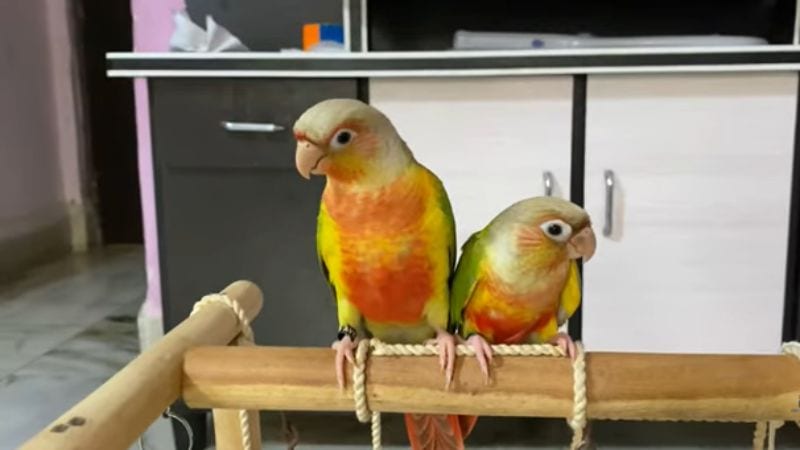 Pineapple Conures are a gorgeous variety of the Green Cheek Conure.
