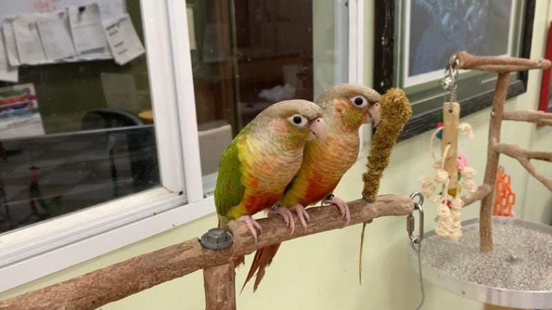 The Pineapple conures are very active and curious.