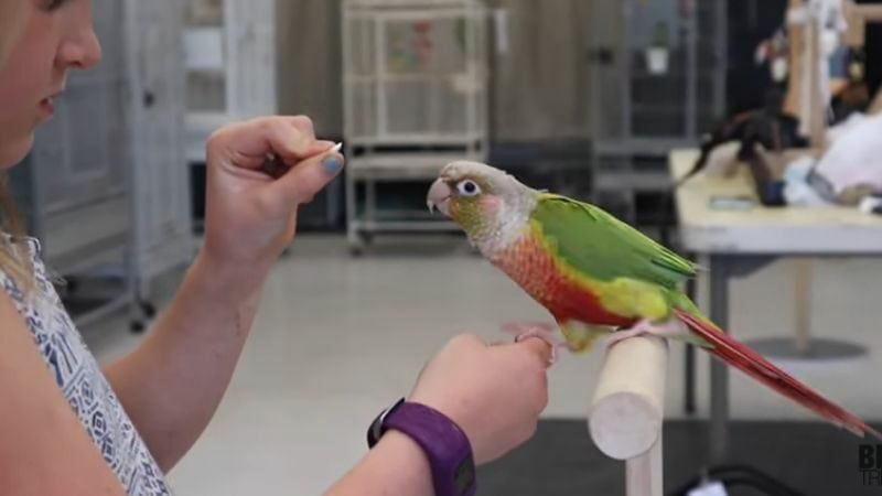 pineapple green cheek conures make sounds to express their joy.