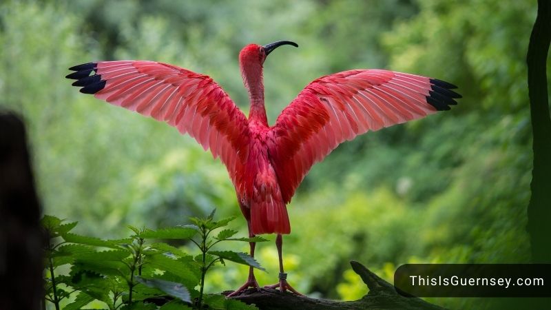 Red Bird Spiritual Meaning & 5 Messages To Take: Spirit Connection, Passion & Wellness