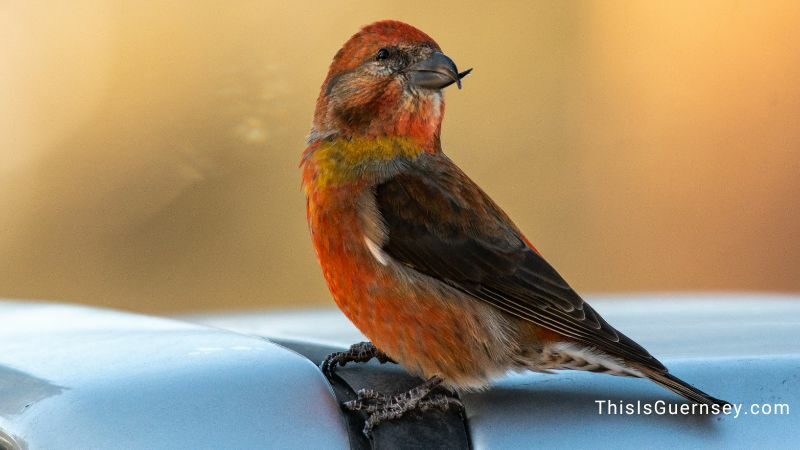 Red crossbill symbolism meaning