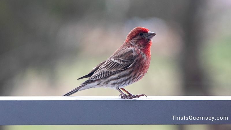 Red house finch spiritual meaning