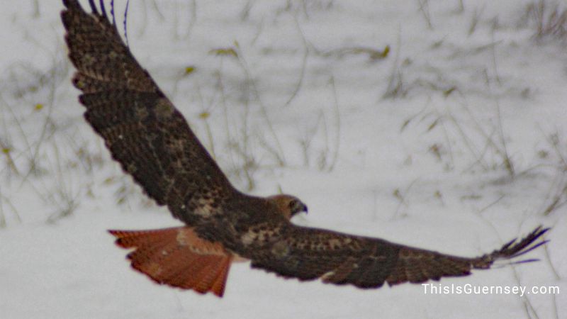 Red-tailed hawk meaning