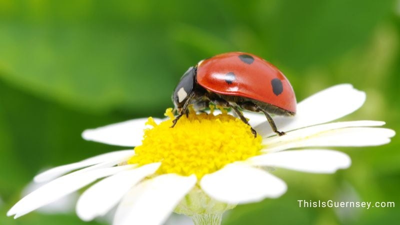 Reflect on yourself when seeing a dead ladybug