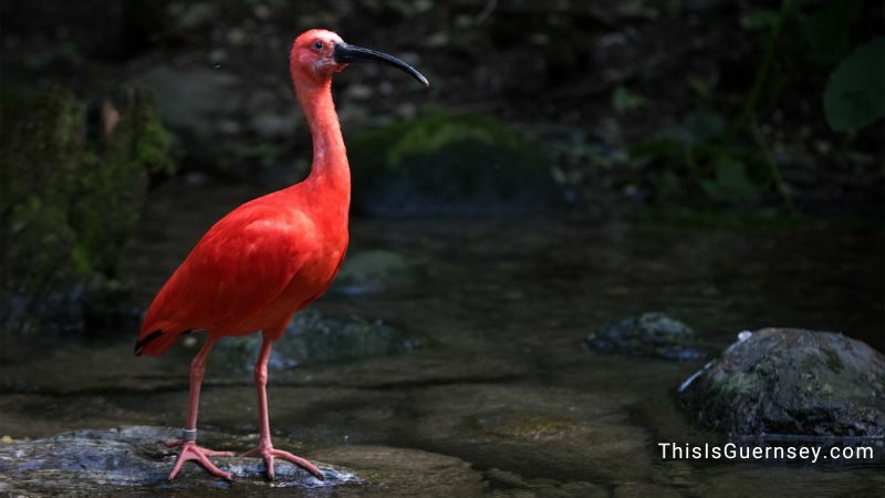 Scarlet ibis meaning