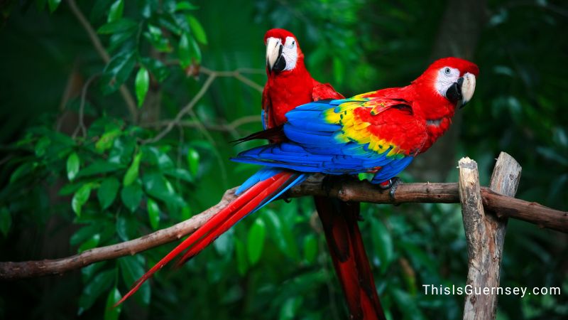 Scarlet macaws