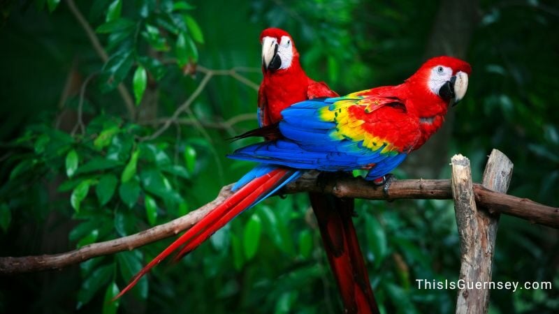Scarlet macaws