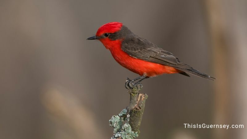 Scarlet vermilion flycatcher meaning