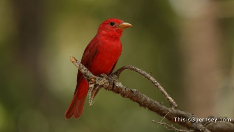 Summer tanager meaning