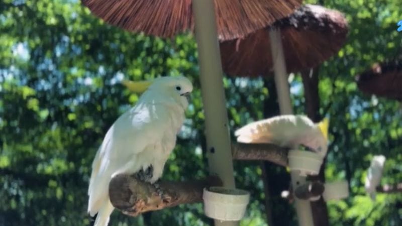 The average cockatoo food bill varies depending on size