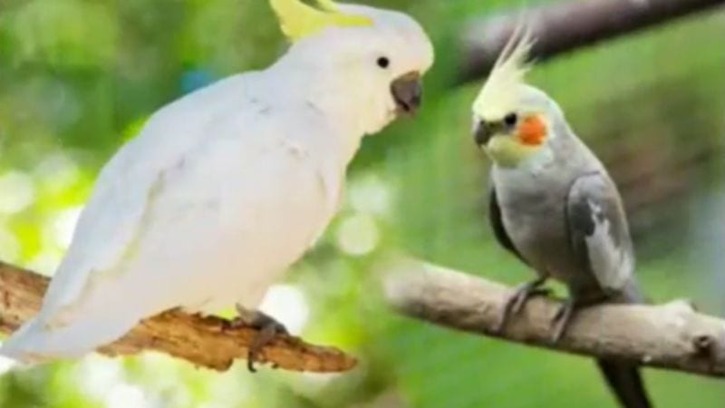 The behavior of cockatoos vs cockatiels is very different.