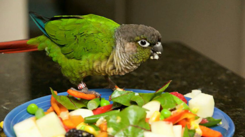 The green-cheeked conure is a loving pet that forms strong bonds with its human caretakers.Â