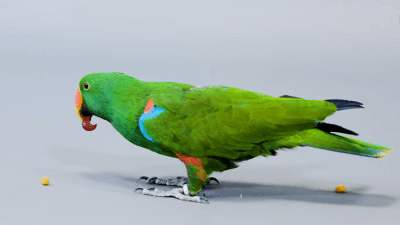 the male eclectus parrot is a massive bird with stunning emerald green coloring