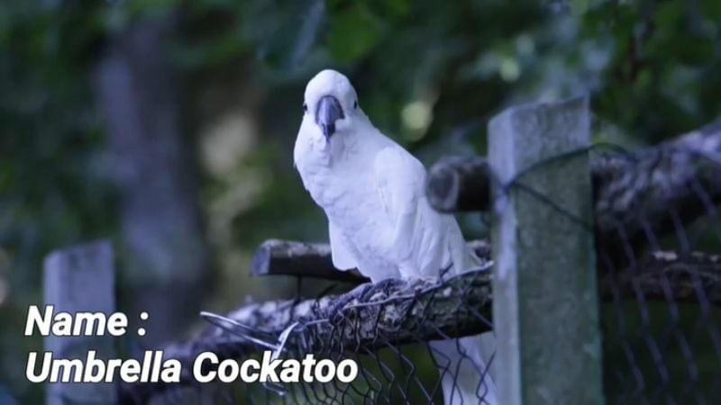 The umbrella cockatoo is a popular large species of cockatoo. 