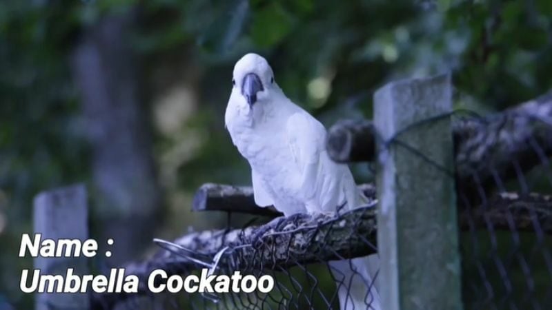 The umbrella cockatoo is a popular large species of cockatoo.