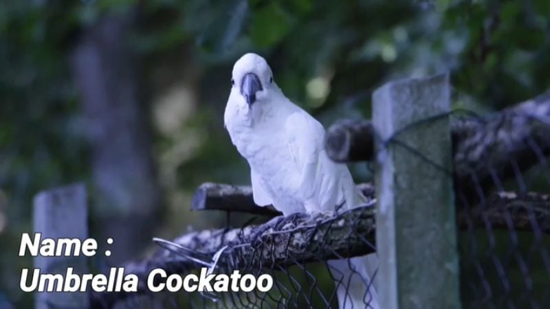 The umbrella cockatoo is a popular large species of cockatoo.Â